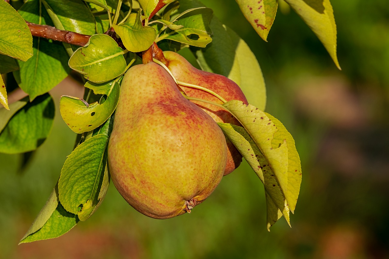 Creating and Maintaining an Organic Orchard